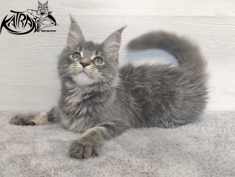 Katran Molly - Kitten maine-coon 3 months