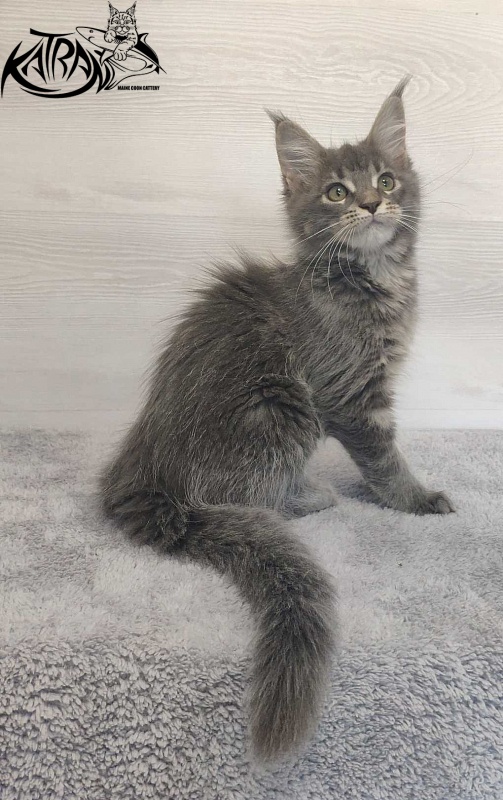 Katran Molly - Kitten maine-coon 3 months