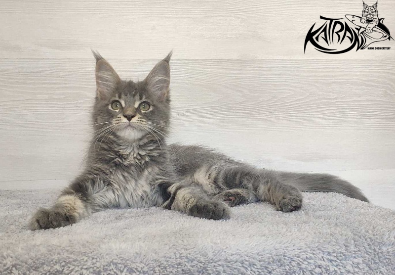 Katran Molly - Kitten maine-coon 3 months