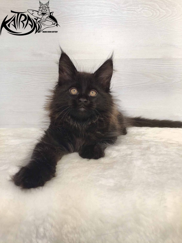 Katran Nord - Kitten maine-coon 2 months
