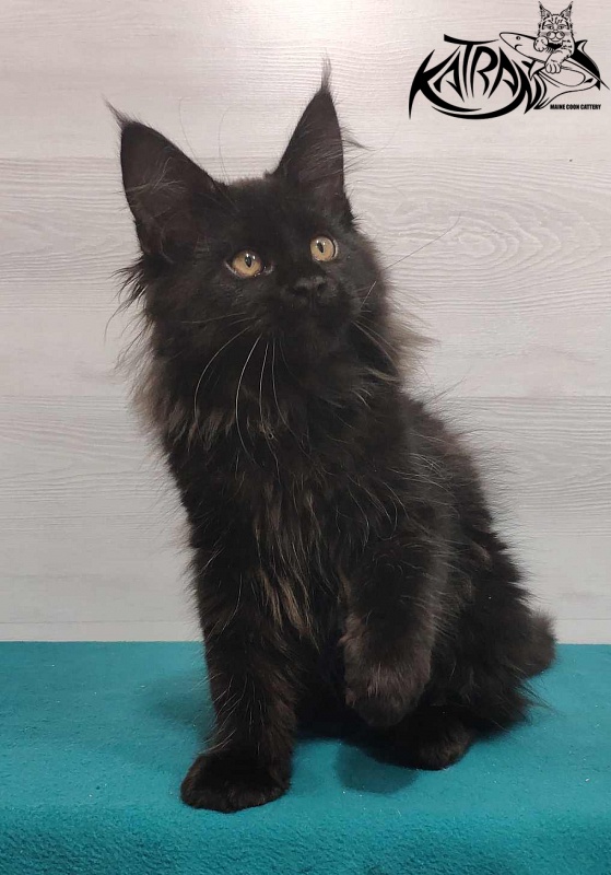 Katran Nord - Kitten maine-coon 3 months