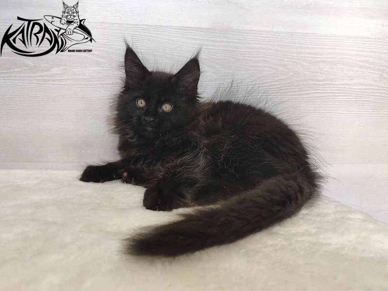 Katran Nord - Kitten maine-coon 2 months