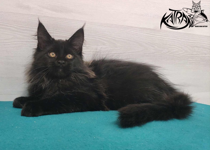 Katran Nord - Kitten maine-coon 3 months