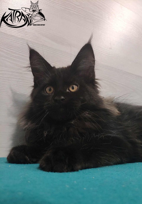 Katran Nord - Kitten maine-coon 3 months