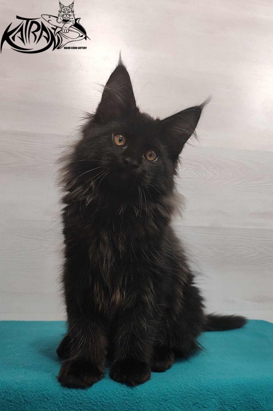 Katran Nord - Kitten maine-coon 3 months