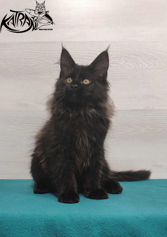 Katran Nord - Kitten maine-coon 3 months