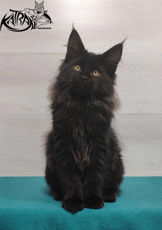 Katran Nord - Kitten maine-coon 3 months