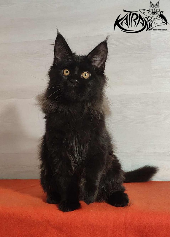 Katran Nord - Kitten maine-coon 3.5 months