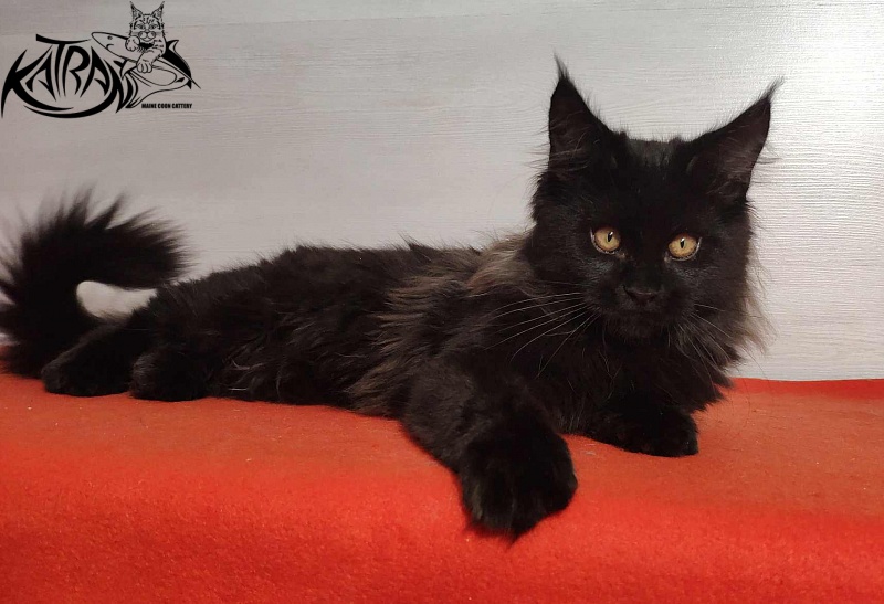 Katran Nord - Kitten maine-coon 3.5 months