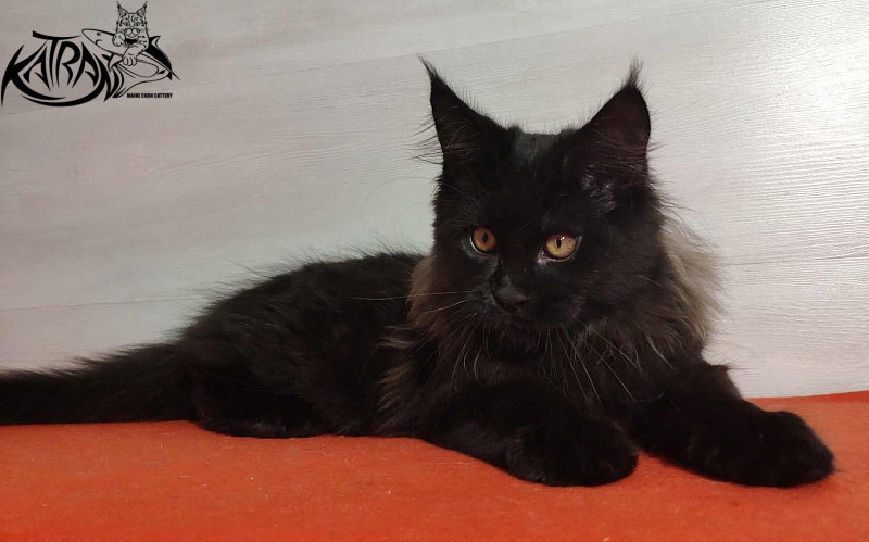 Katran Nord - Kitten maine-coon 3.5 months