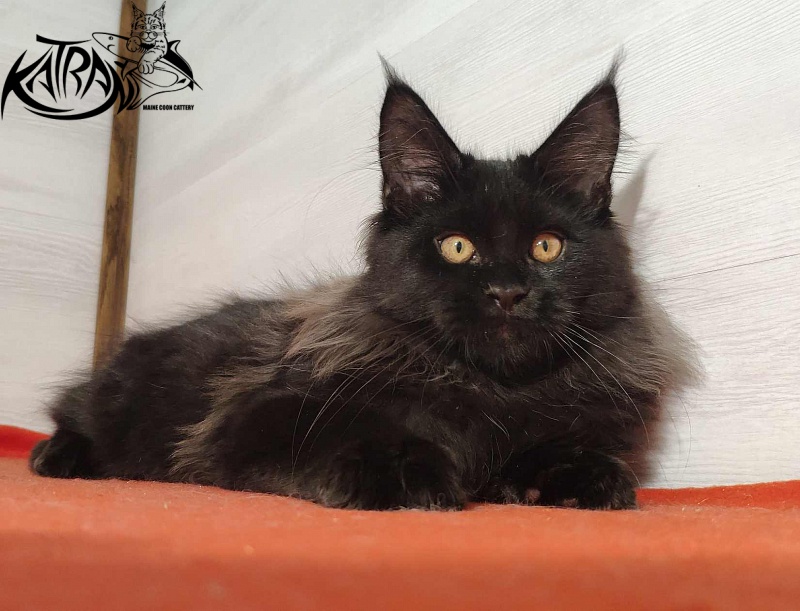 Katran Nord - Kitten maine-coon 3.5 months