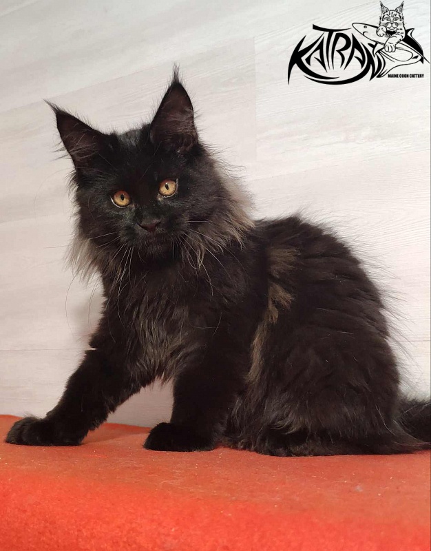 Katran Nord - Kitten maine-coon 3.5 months