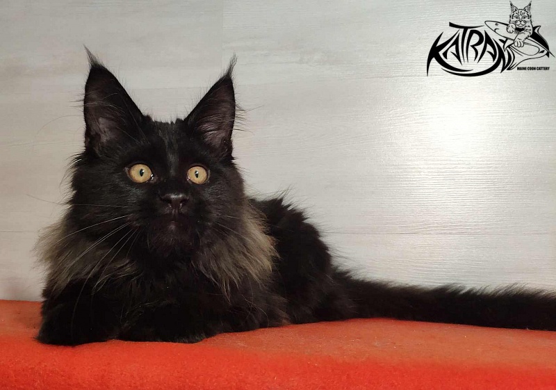 Katran Nord - Kitten maine-coon 3.5 months