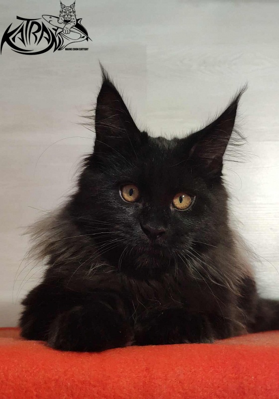 Katran Nord - Kitten maine-coon 3.5 months