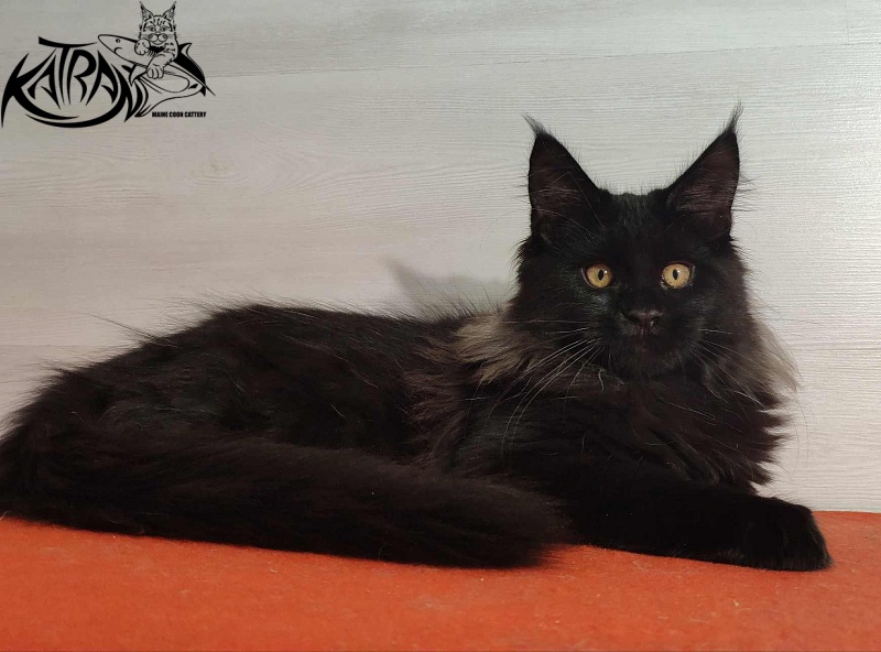 Katran Nord - Kitten maine-coon 3.5 months