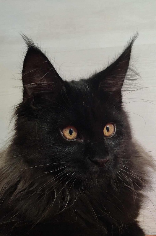 Katran Nord - Kitten maine-coon 3.5 months