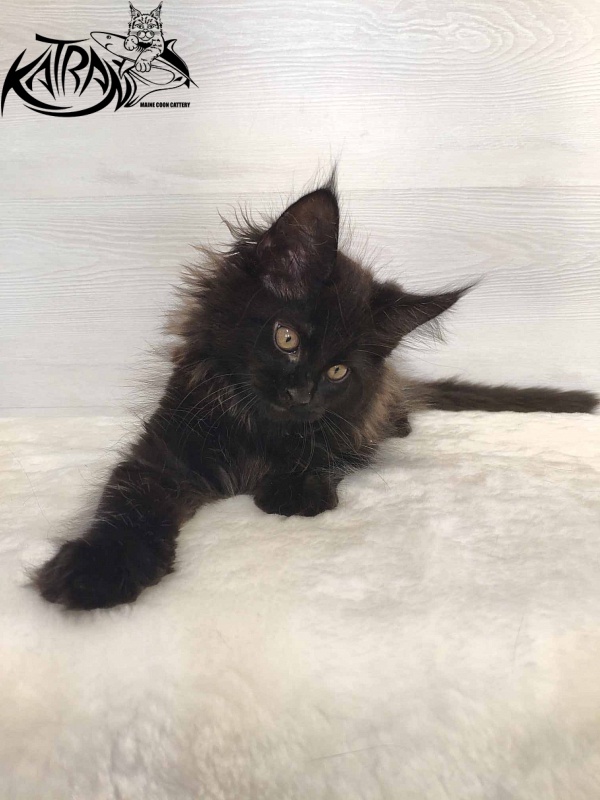 Katran Nord - Kitten maine-coon 2 months