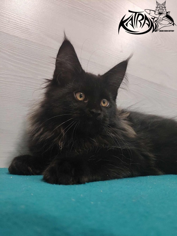 Katran Nord - Kitten maine-coon 3 months