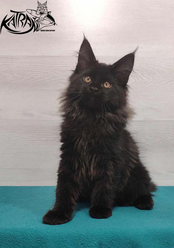 Katran Nord - Kitten maine-coon 3 months