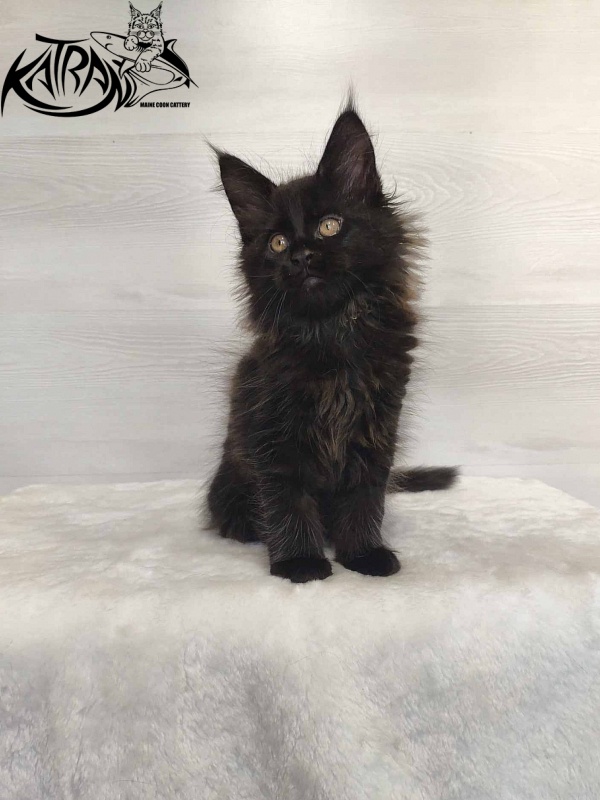 Katran Nord - Kitten maine-coon 2 months