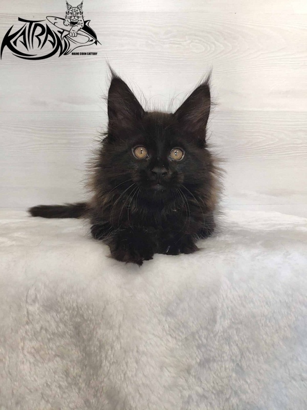 Katran Nord - Kitten maine-coon 2 months