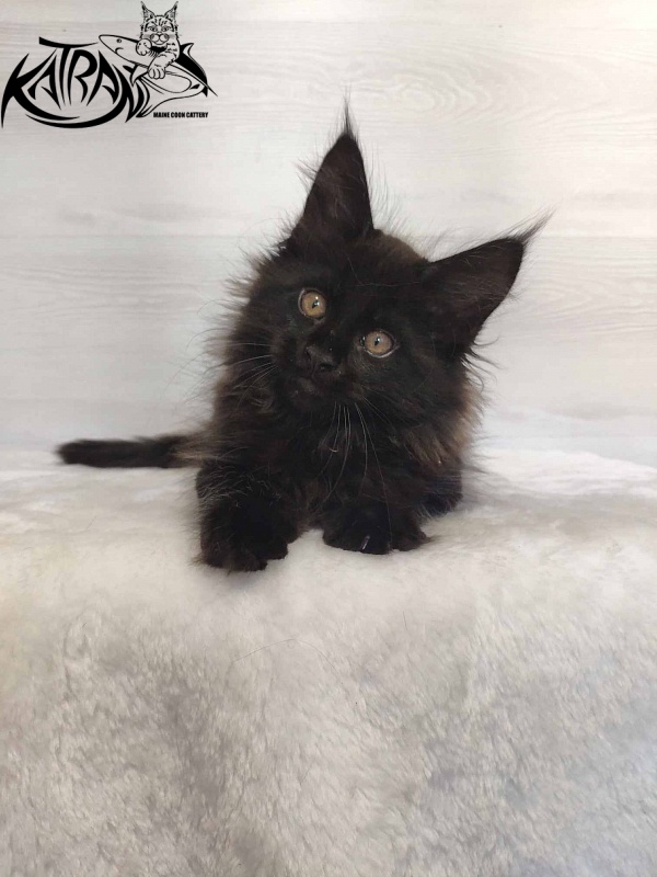 Katran Nord - Kitten maine-coon 2 months