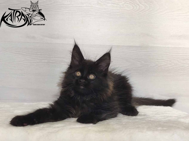 Katran Nord - Kitten maine-coon 2 months
