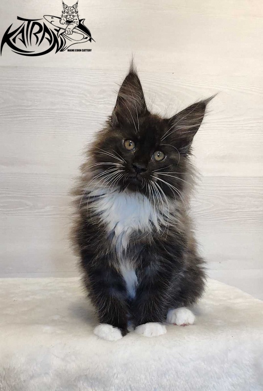 Katran Nicole - Kitten maine-coon 2 months