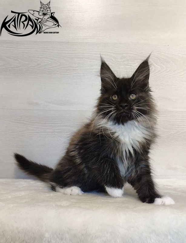 Katran Nicole - Kitten maine-coon 2 months