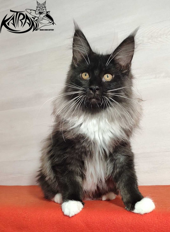 Katran Nicole - Kitten maine-coon 3.5 months