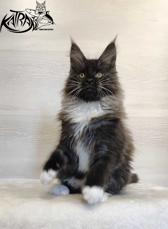 Katran Nicole - Kitten maine-coon 2 months