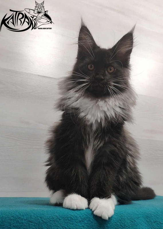 Katran Nicole - Kitten maine-coon 3 months