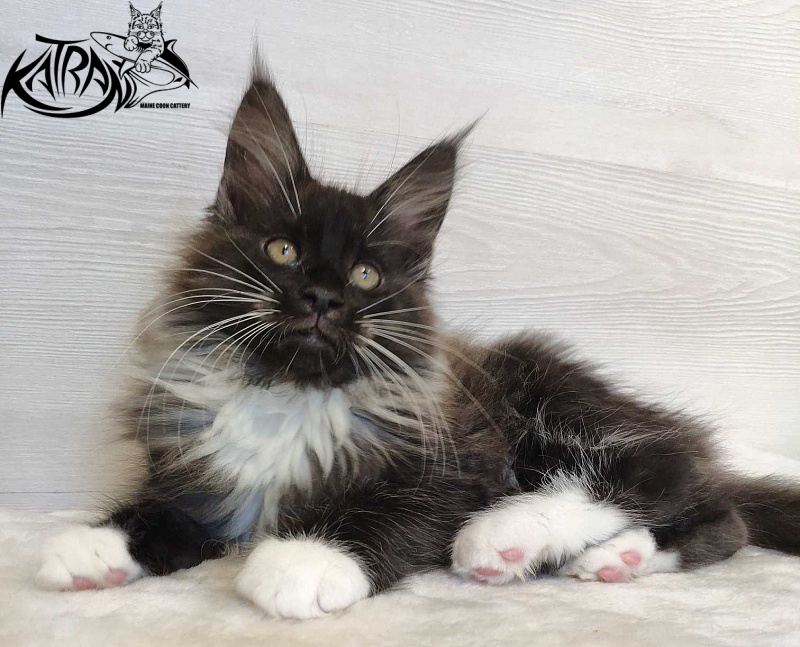 Katran Nicole - Kitten maine-coon 2 months