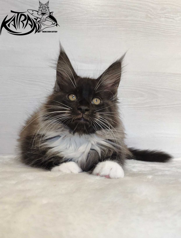 Katran Nicole - Kitten maine-coon 2 months