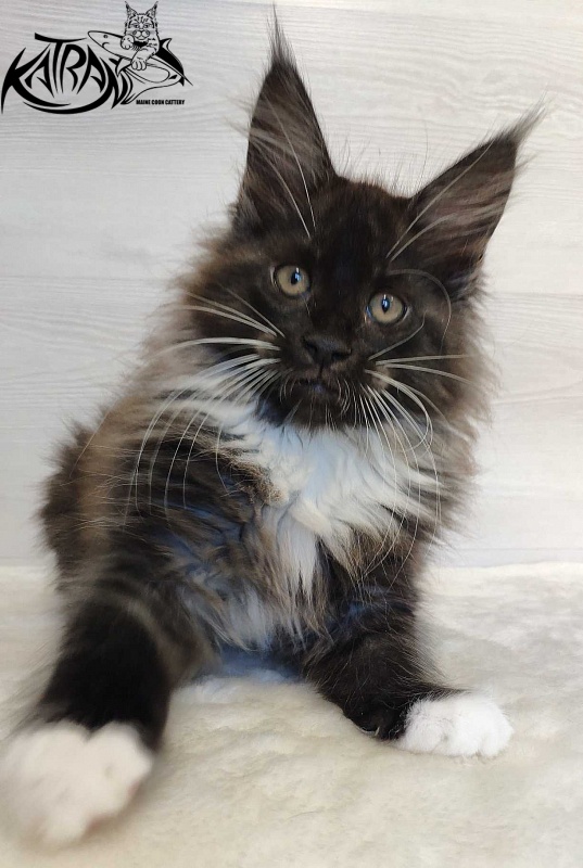 Katran Nicole - Kitten maine-coon 2 months