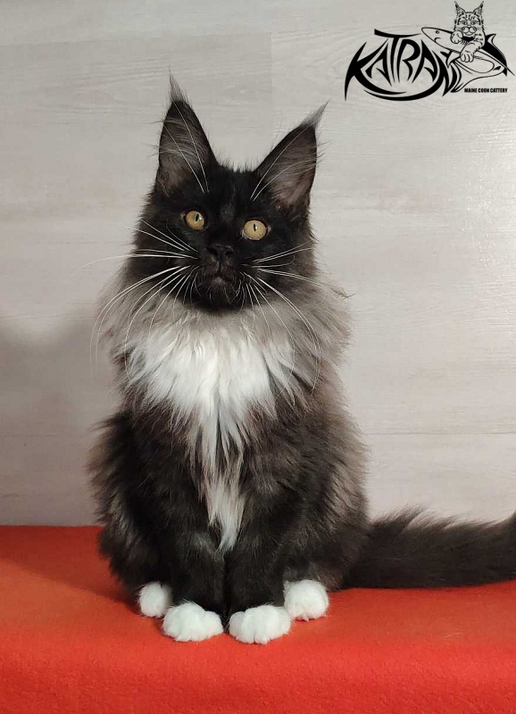 Katran Nicole - Kitten maine-coon 3.5 months