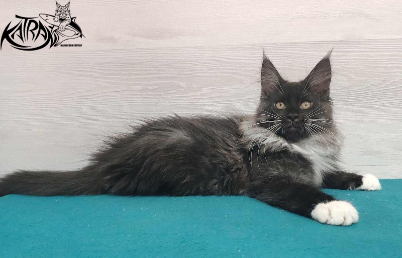 Katran Nicole - Kitten maine-coon 3 months