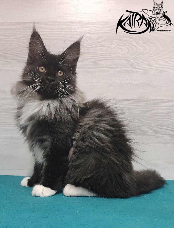 Katran Nicole - Kitten maine-coon 3 months
