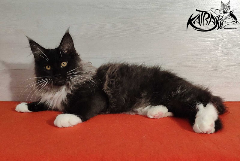 Katran Nicole - Kitten maine-coon 3.5 months
