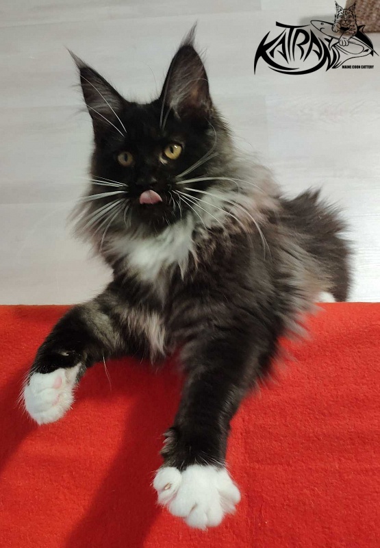 Katran Nicole - Kitten maine-coon 3.5 months