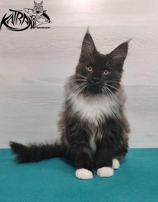 Katran Nicole - Kitten maine-coon 3 months