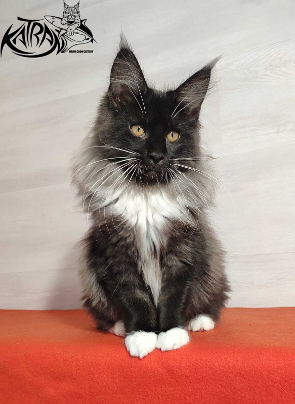 Katran Nicole - Kitten maine-coon 3.5 months