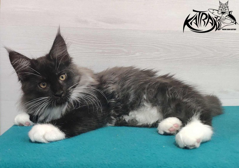 Katran Nicole - Kitten maine-coon 3 months