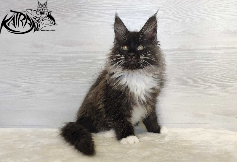 Katran Nicole - Kitten maine-coon 2 months