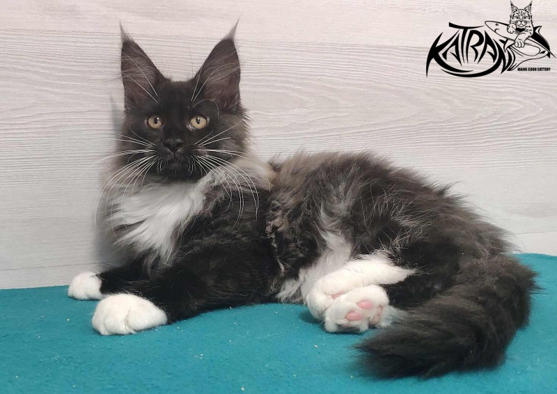 Katran Nicole - Kitten maine-coon 3 months