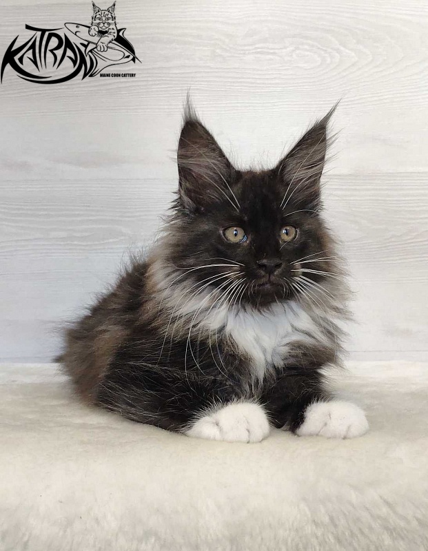 Katran Nicole - Kitten maine-coon 2 months