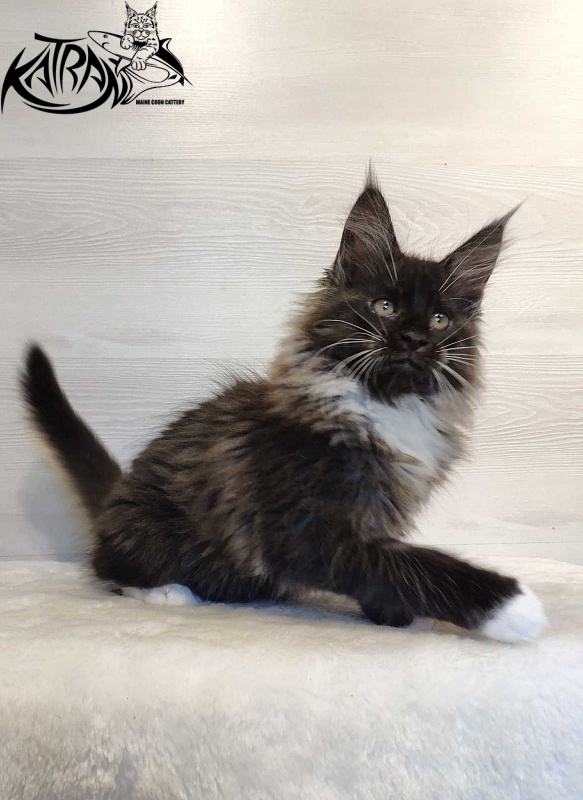 Katran Nicole - Kitten maine-coon 2 months