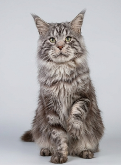 Krai Kristolin Quantum - Adult maine-coon 5 years 1 month