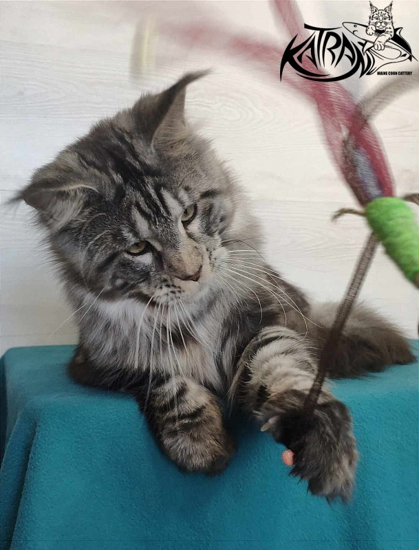 Krai Kristolin Quantum - Adult maine-coon 11.5 months