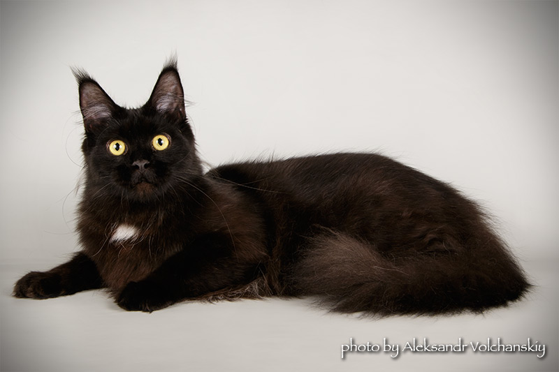 Great Soul Pokahontas - maine-coon